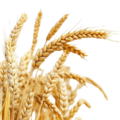 grano duro