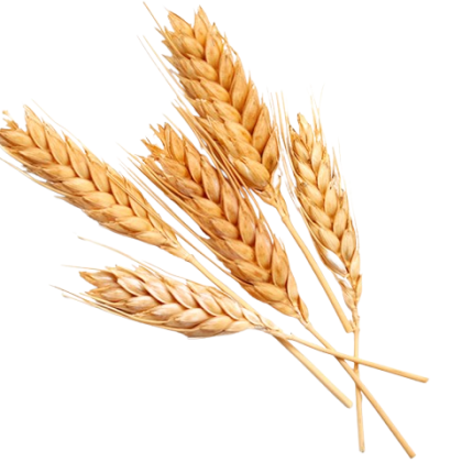 spighe-di-grano