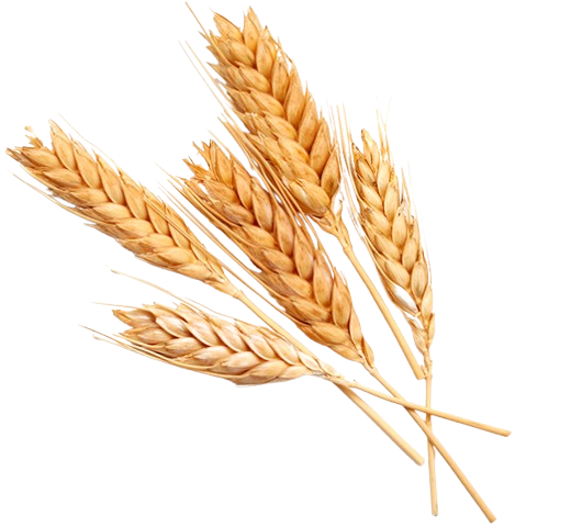 spighe-di-grano